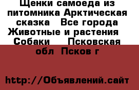 Щенки самоеда из питомника Арктическая сказка - Все города Животные и растения » Собаки   . Псковская обл.,Псков г.
